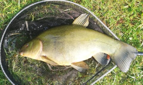 Tench are on the feed at the Members Lagoon – June 23